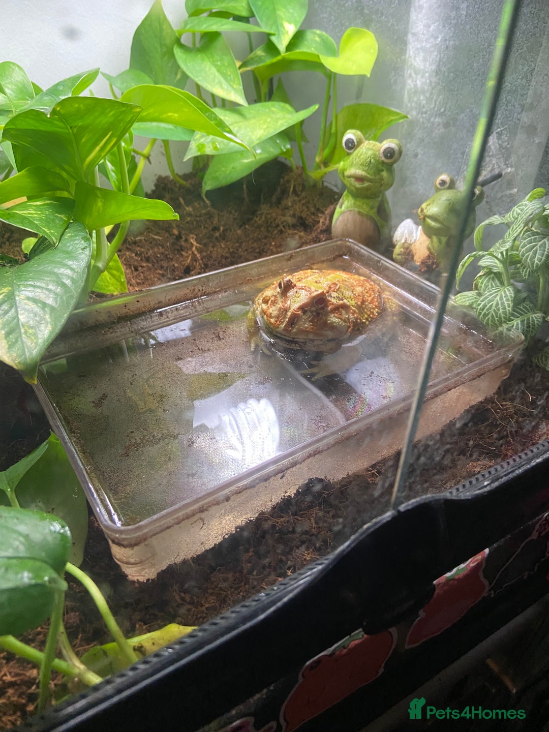 Frog reptiles for sale: Female Pac-Man frog - Image 9