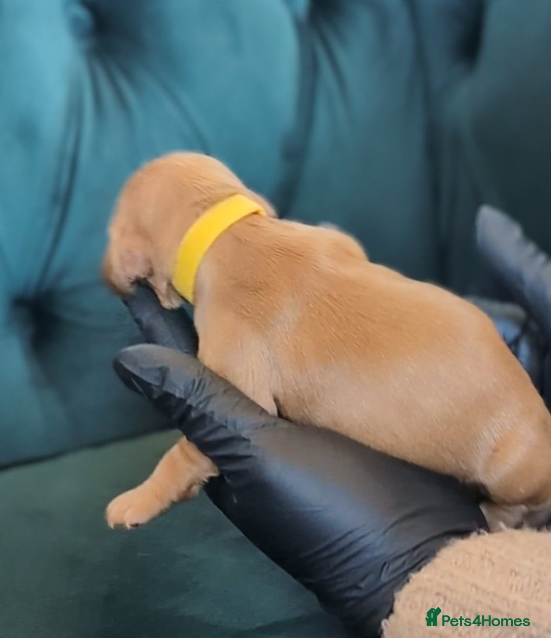 Cocker Spaniel dogs for sale: 🐾Pedigree Show cocker spaniel puppies🐾 - Image 15