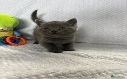 British Shorthair cats for sale: Beautiful British shorthair x kittens - Image 5