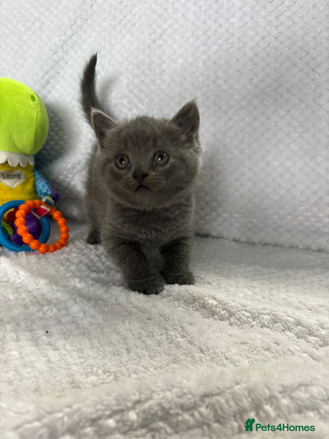 British Shorthair cats for sale: Beautiful British shorthair x kittens - Image 5