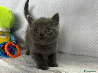 British Shorthair cats Beautiful British shorthair x kittens - Advert 17