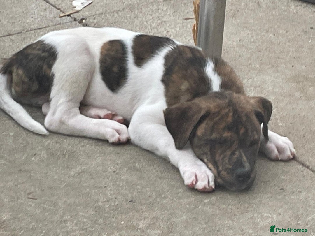 Mixed Breed dogs for sale: American Akita/Bullmastiff cross - Image 3
