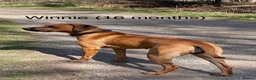 Rhodesian Ridgeback dogs for sale: Due 5th May/ Family home/ Waiting list now open in Sheffield - Advert 5