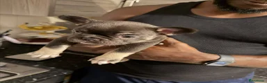 French Bulldog 8