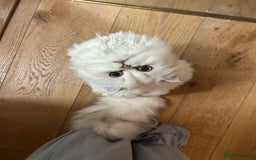 British Longhair cats for sale: 5 Beautiful blue eyed British Shorthair in London - Image 36