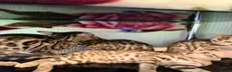 Bengal cats for sale: TICA, GCCF Champion Bloodline Bengal Kittens in London - Advert 17