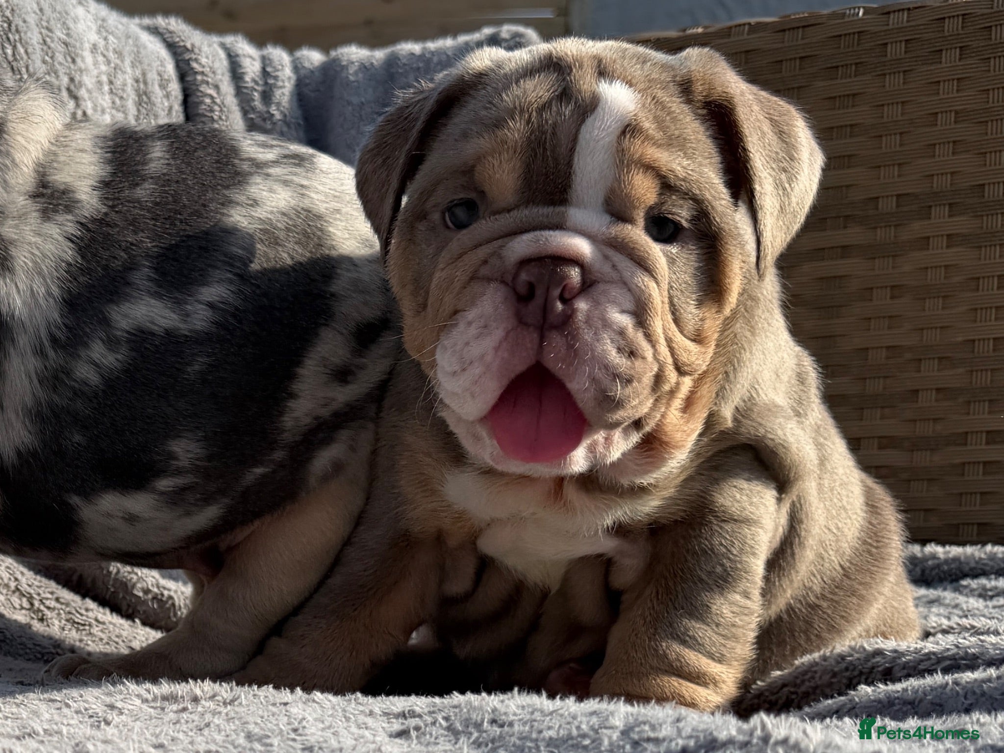 English Bulldog dogs KC registered Quality English bulldog pups - Advert 2
