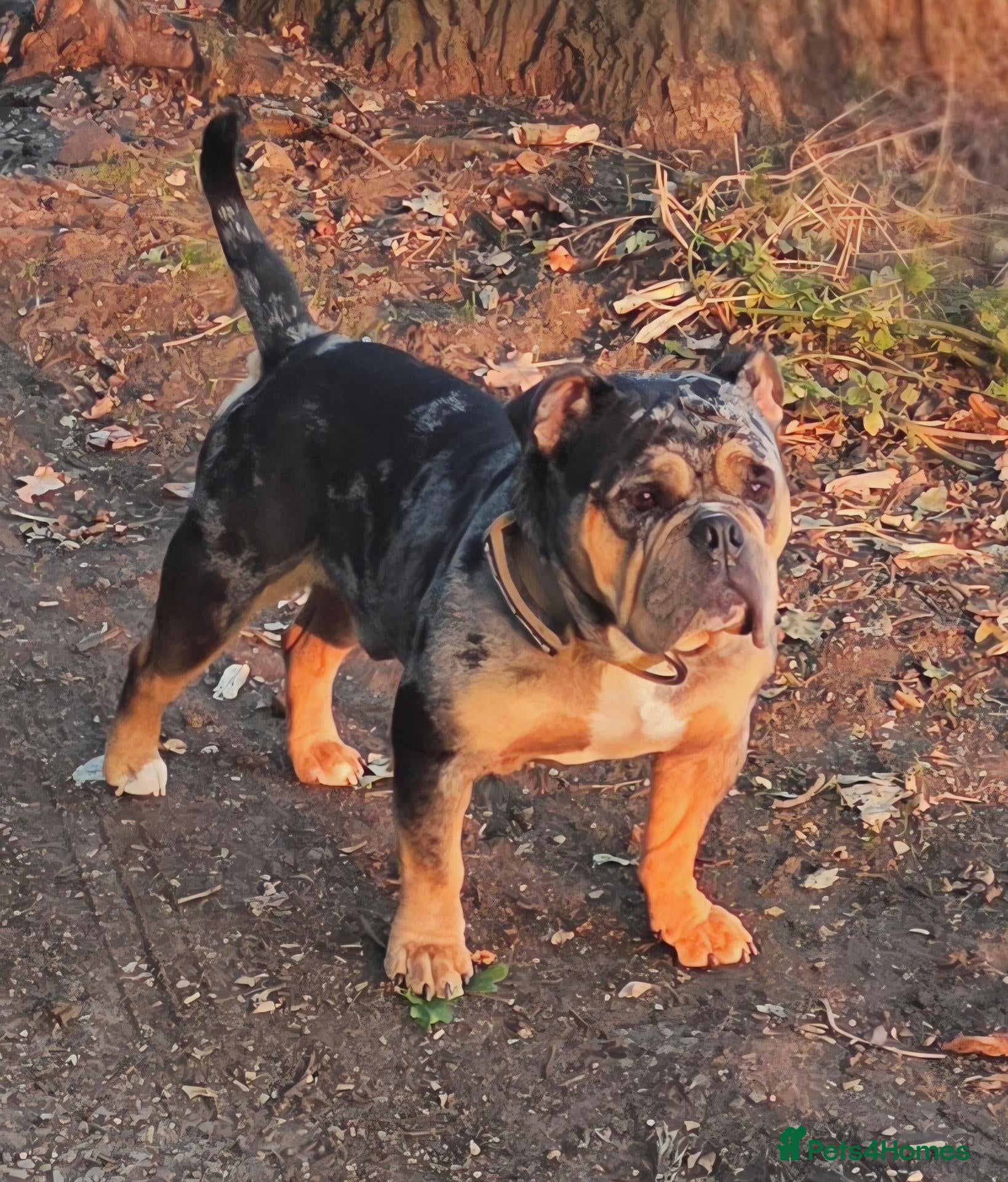 English Bulldog dogs Stunning tri mearle for Stud  - Advert 4