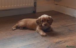 Cocker Spaniel dogs for sale: Beautiful kc reg male cocker spaniel - Image 11