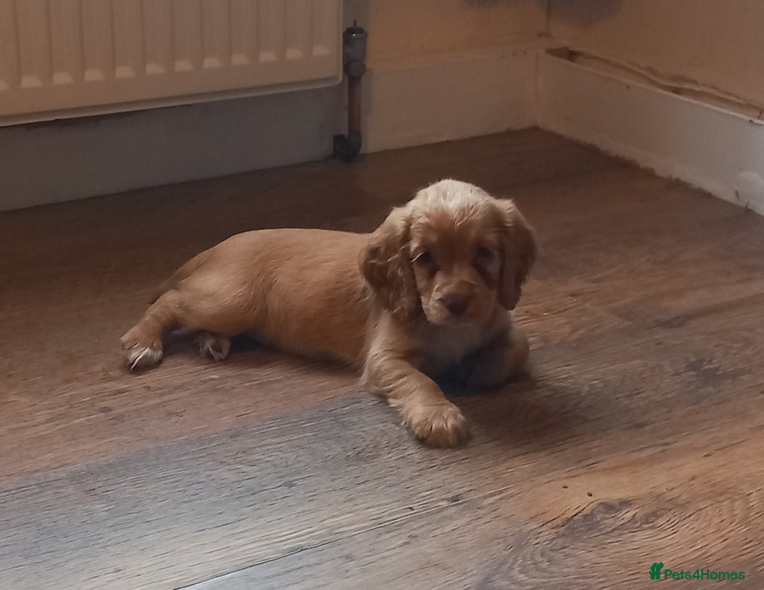 Cocker Spaniel dogs for sale: Beautiful kc reg male cocker spaniel - Image 11