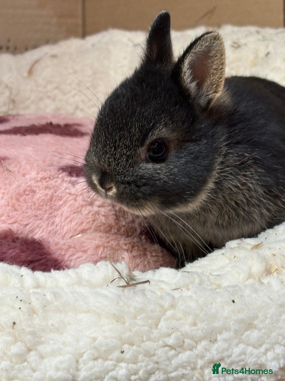 Netherland Dwarf rabbits for sale: Pure breed netherland dwarf (vaccinated)  - Advert 1
