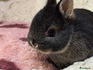 Netherland Dwarf rabbits Pure breed netherland dwarf (vaccinated) - Advert 4