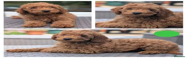 Cavapoo Puppy 3
