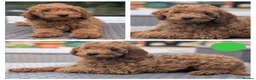 Cavapoo dogs for sale: Adorable Cavapoo puppies - Advert 5