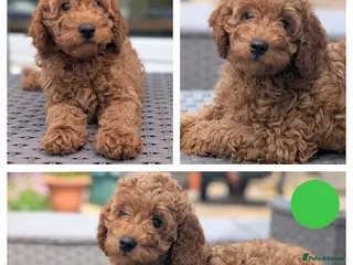 Cavapoo dogs Adorable Cavapoo puppies - Advert 6