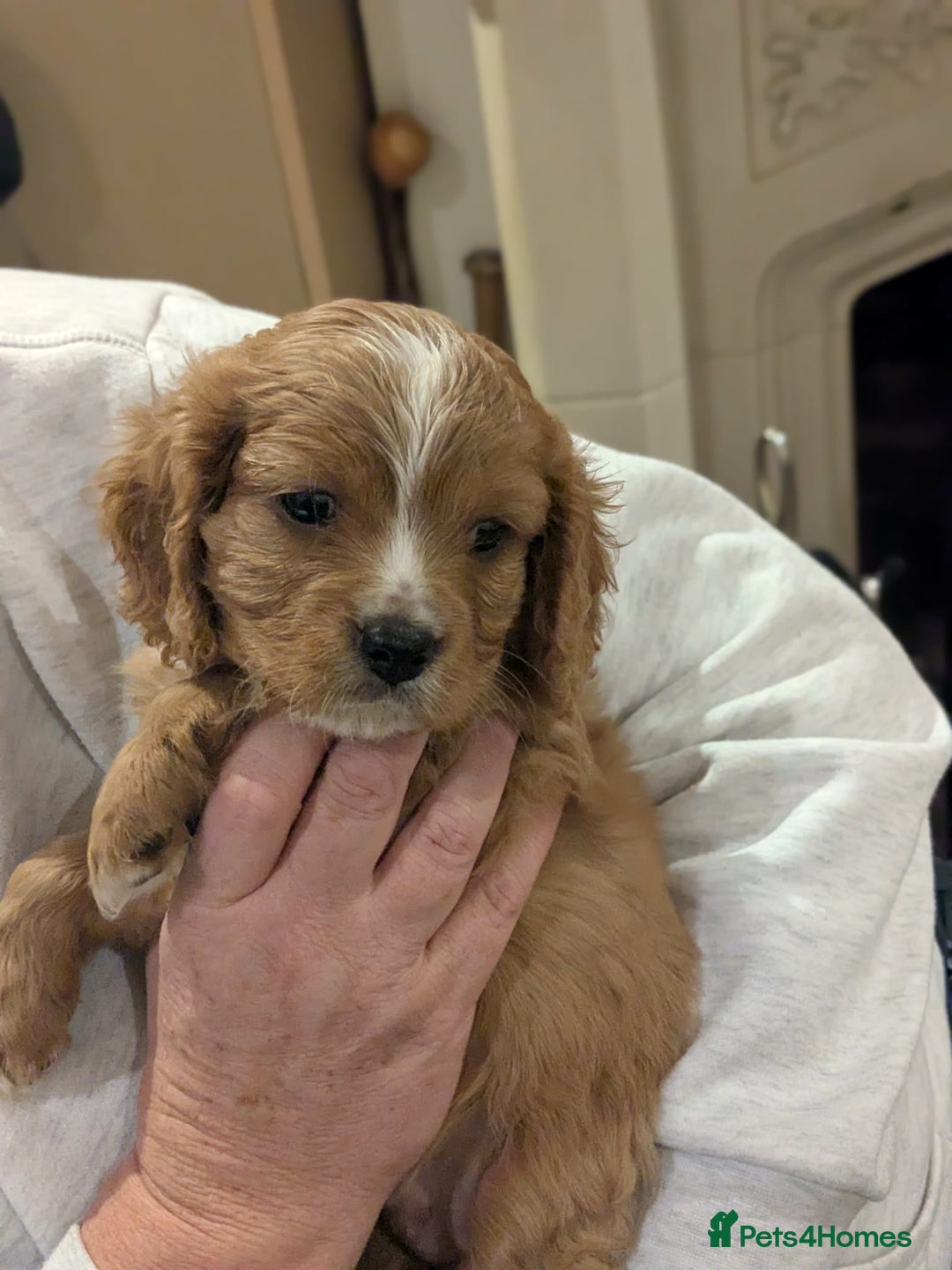 Cavapoo dogs for sale: Cavapoo  - Advert 11