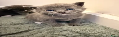 British Shorthair Kitten 1
