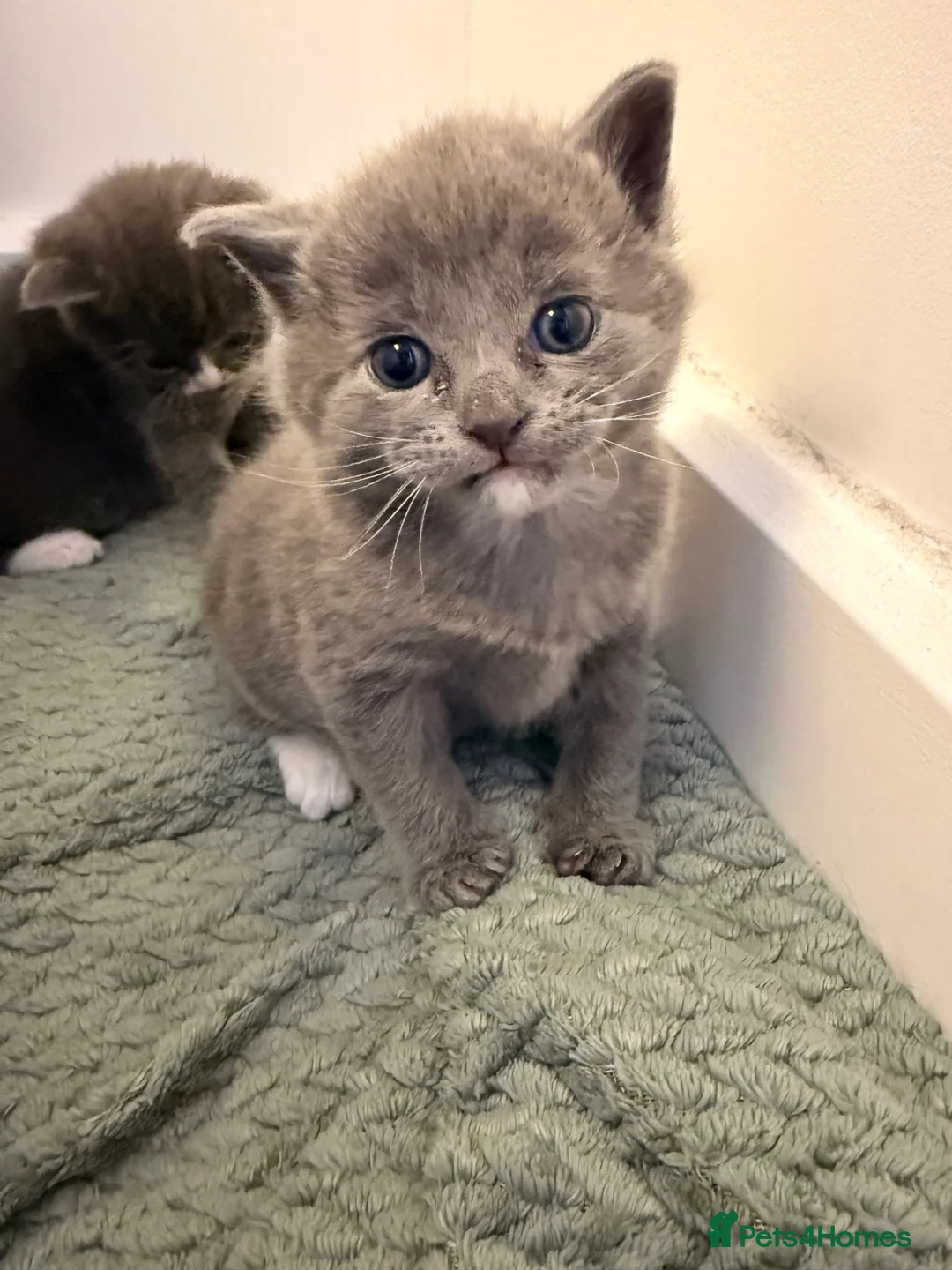 British Shorthair cats for sale: 3 British Shorthair Kittens, Ready for rehoming ❤️ in London - Advert 1
