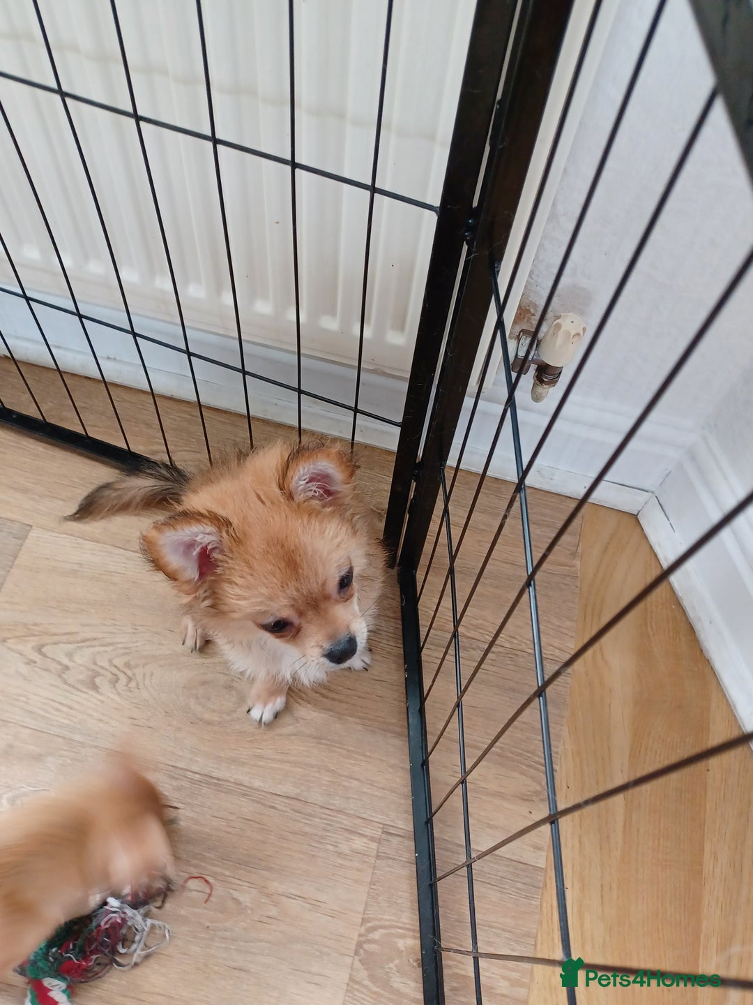 Pomchi dogs for sale: Pomchi - Image 5
