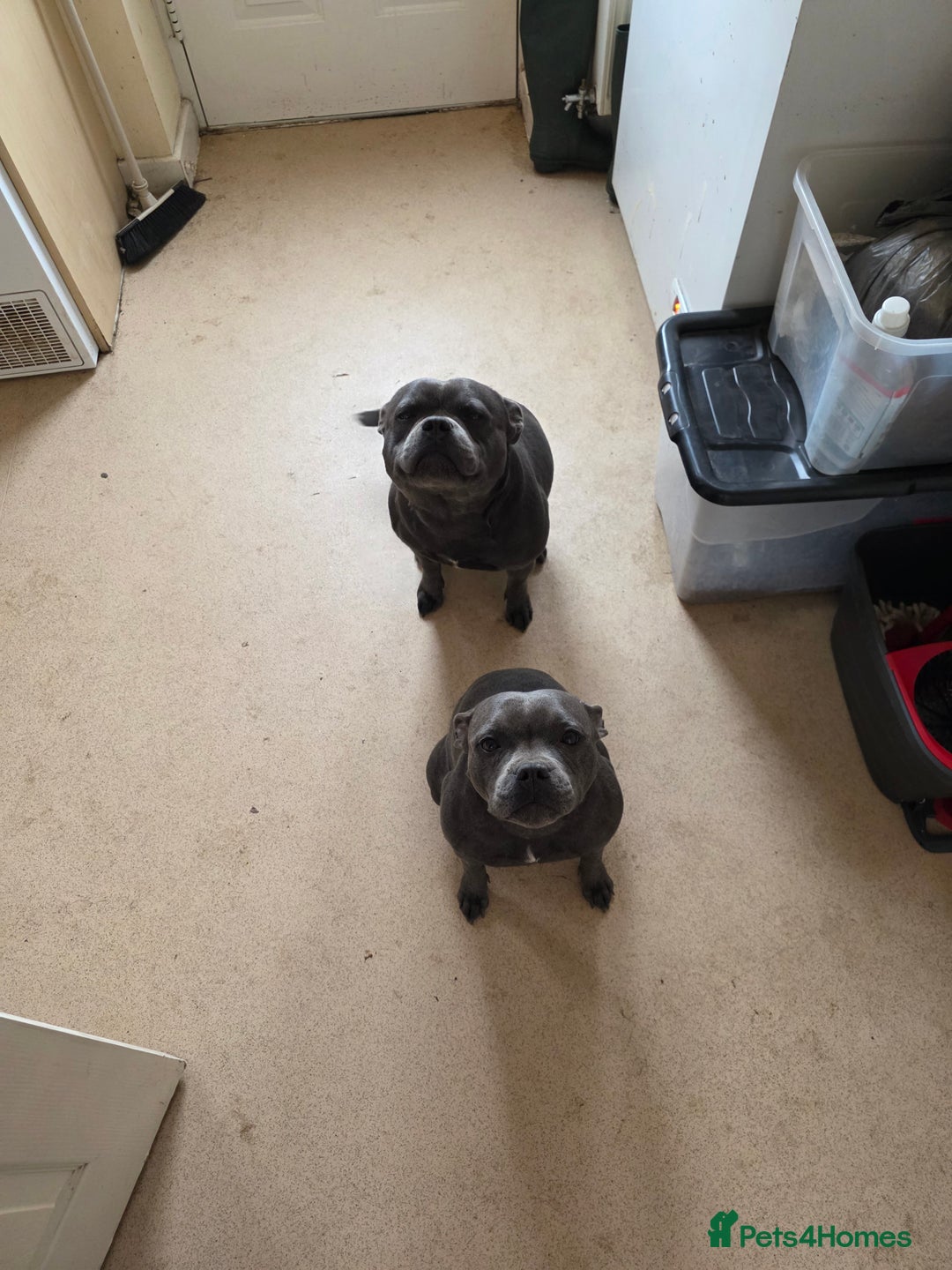 Staffordshire Bull Terrier dogs for sale: 3 playful, lively chunky puppies - Image 10