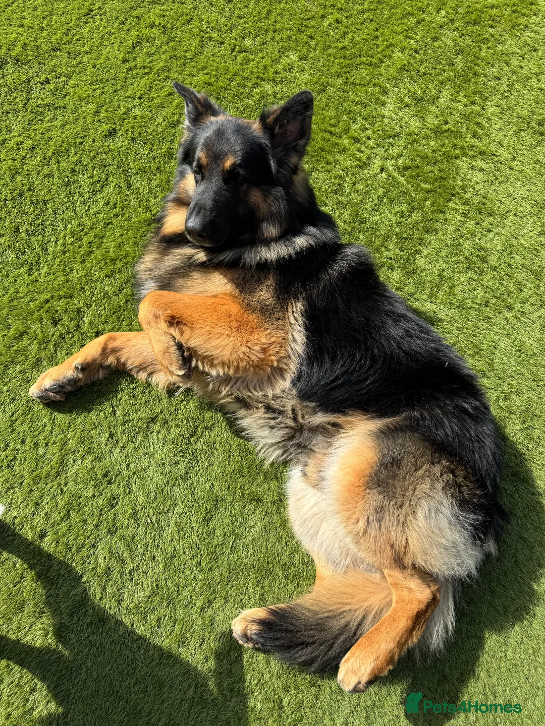 German Shepherd dogs for stud: German shepherd FOR STUD fee to be negotiated in Newark - Advert 8