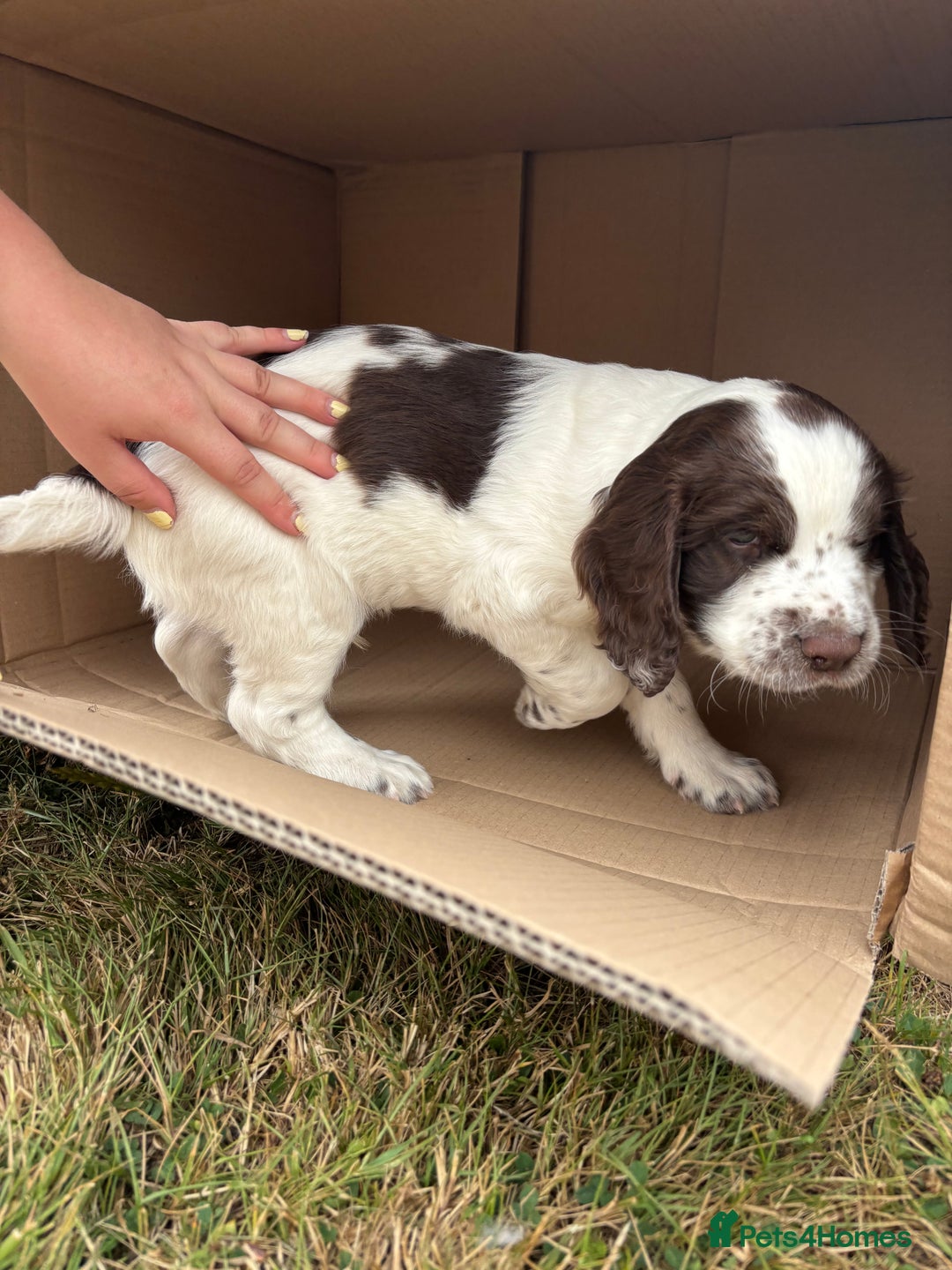 English Springer Spaniel dogs for sale: KENNEL CLUB Pedigree Springer Spaniel Puppies - Image 13