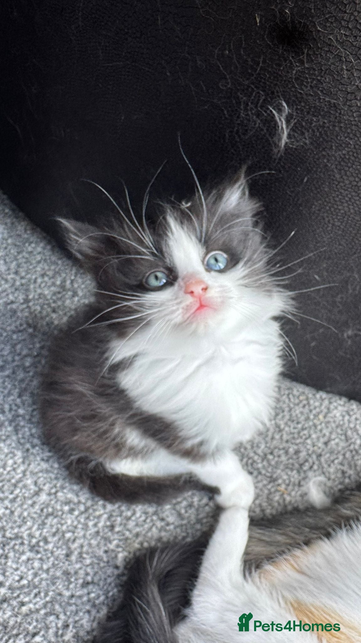 Mixed Breed cats Mixed Breed Ragdolls  - Advert 1