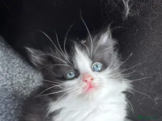Mixed Breed cats Mixed Breed Ragdolls - Advert 1