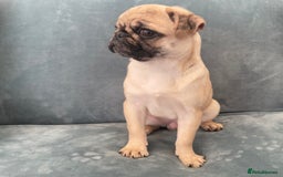 Pug dogs for sale: Pug Puppies  - Image 27