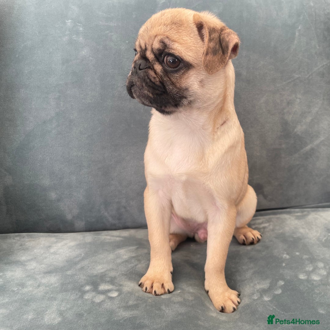 Pug dogs for sale: Pug Puppies  - Image 27