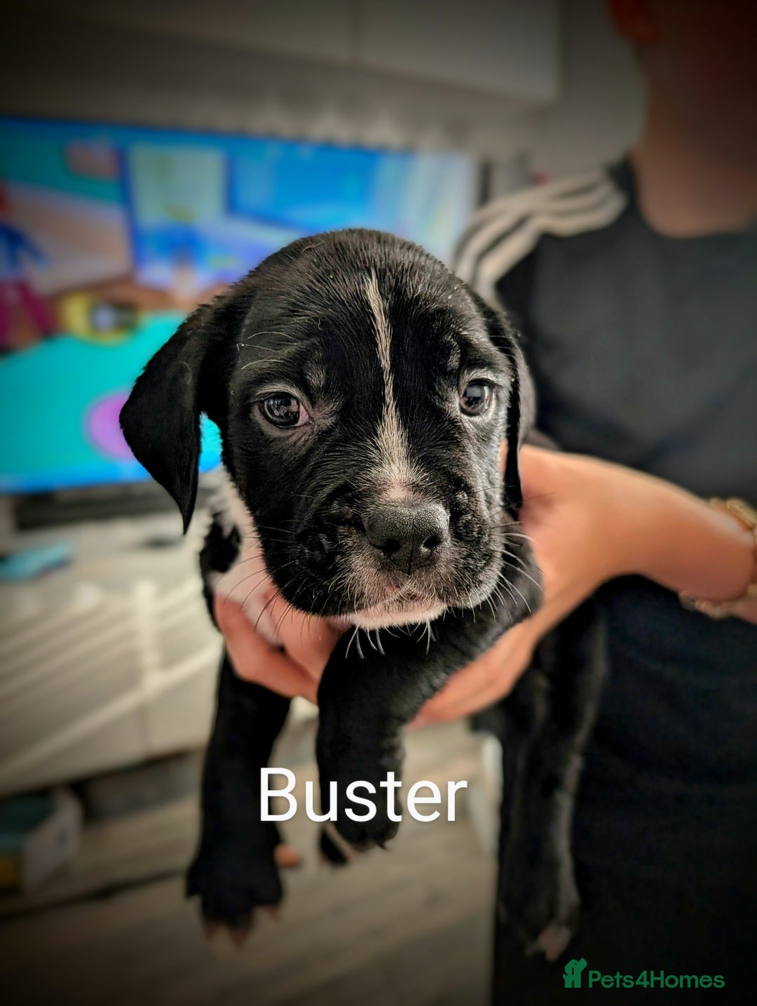 Mixed Breed dogs for sale: Cane corso cross  - Image 14