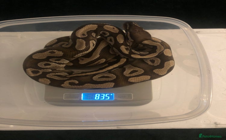 Python Snake reptiles - Advert 2