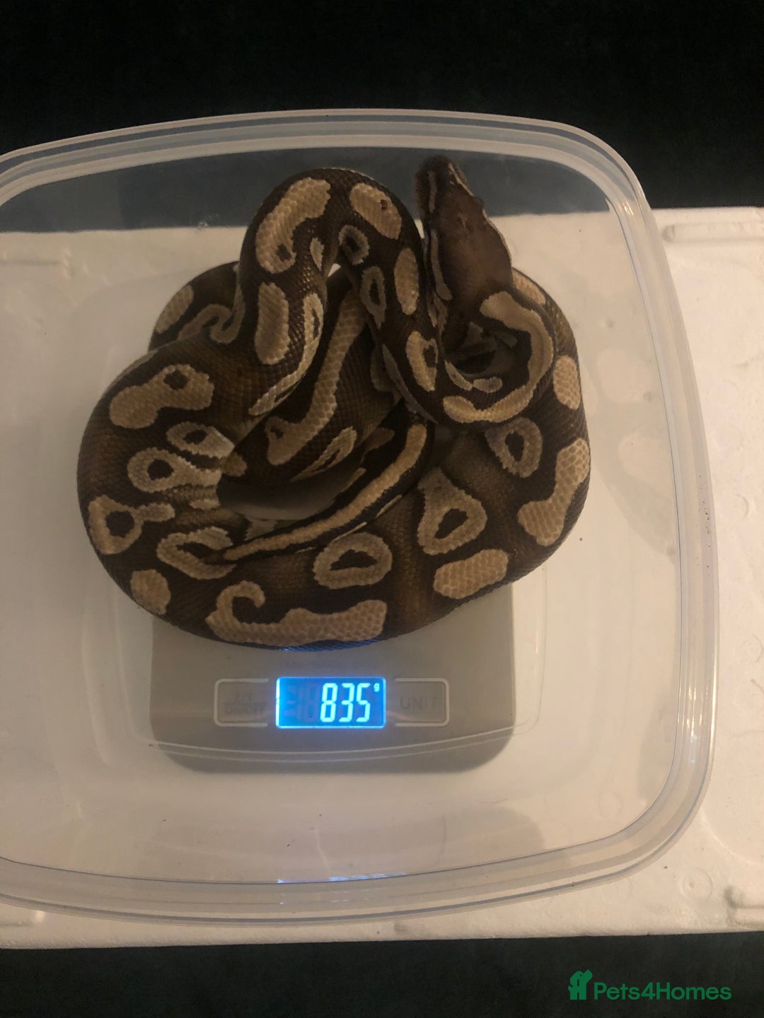 Python Snake reptiles for sale: Various ball pythons  - Image 1