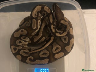 Python Snake reptiles - Advert 30