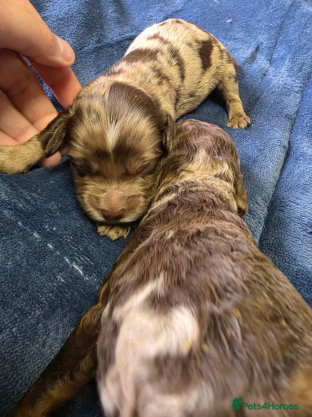 Cockapoo dogs for sale: Cockapoo puppies - Image 28