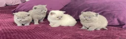 British Shorthair cats for sale: Gorgeous little munchkins - Advert 3