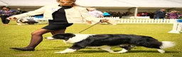 Border Collie dogs for sale: Stunning Champion line puppies  - Advert 11