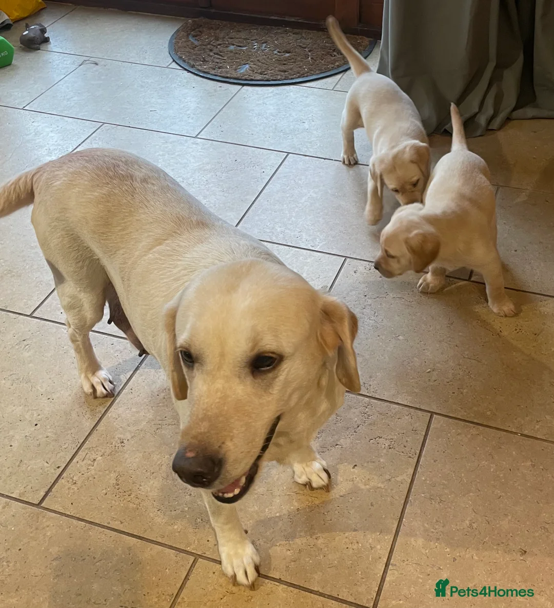 Labrador Retriever dogs for sale: Yellow Labrador puppies - Advert 4