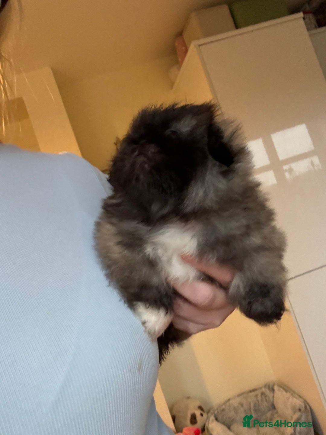 Pekingese dogs for sale: Biggiwigs Pekingese Puppy Availability - Advert 16