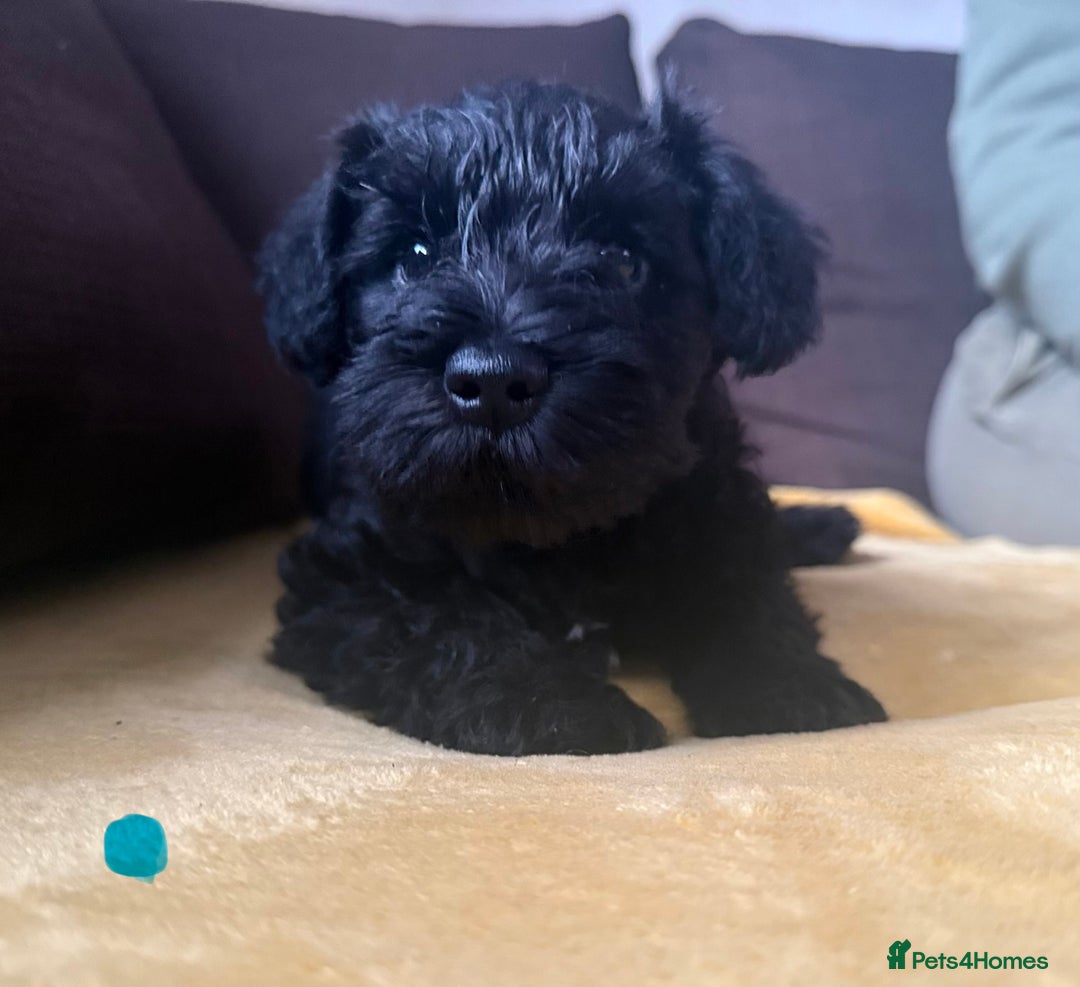 Miniature Schnauzer dogs for sale: KC Miniature Schnauzer Puppies  - Advert 4