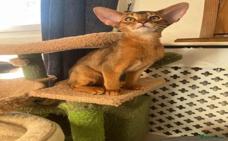 Abyssinian cats Beautiful Abyssinians kittens - Advert 18