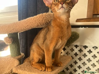 Abyssinian cats Beautiful Abyssinians kittens - Advert 18