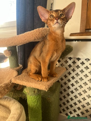 Abyssinian cats Beautiful Abyssinians kittens - Advert 1
