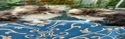 Persian cats for sale: Adorable GCCF registered Persian kittens - Advert 5