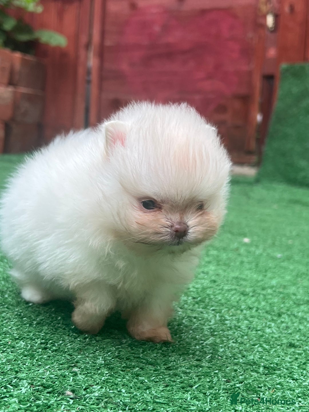 Pomeranian dogs for sale: Pomeranian toy  - Image 26
