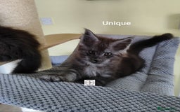 Maine Coon cats for sale: Absolutelly gorgeous kittens  - Image 11