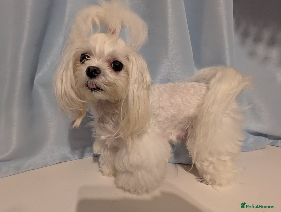 Maltese dogs for sale: Gorgeous KC pedigree Maltese puppy boy - Image 17