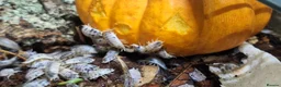 Isopods invertebrates for sale: Dairy Cow Isopods, Various Quantities  in Coventry - Advert 1