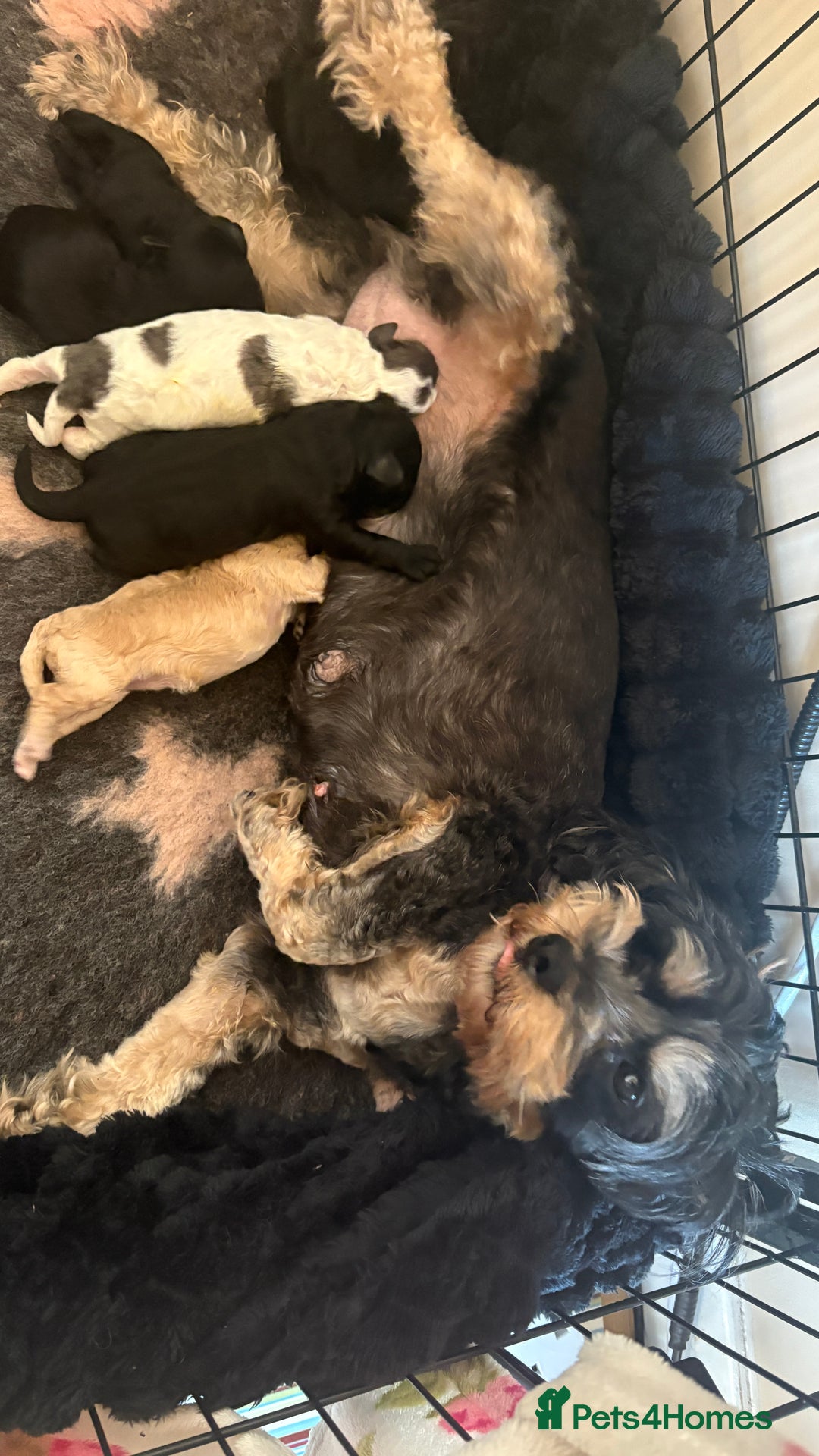 Lhasapoo dogs for sale: 6 stunning lhasapoo - Advert 3