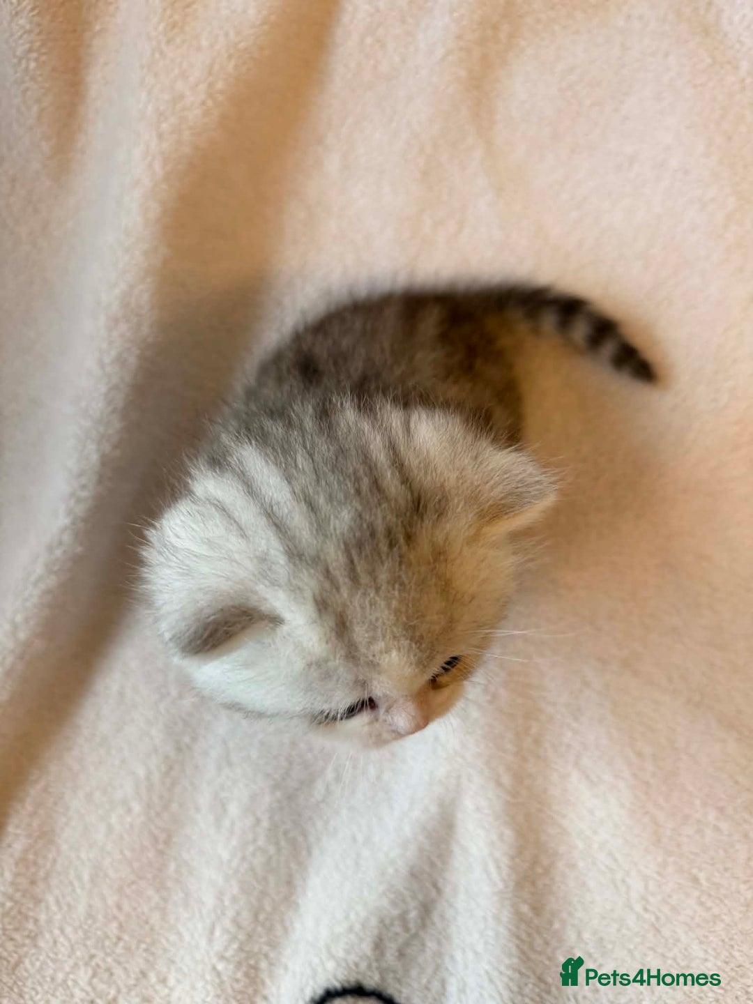 Scottish Fold cats for sale: Scottish fold / straight Kittens  - Advert 3